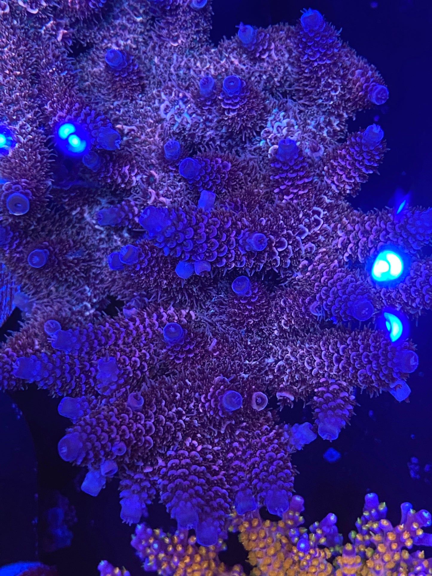 Raising Reefs Blue Flame